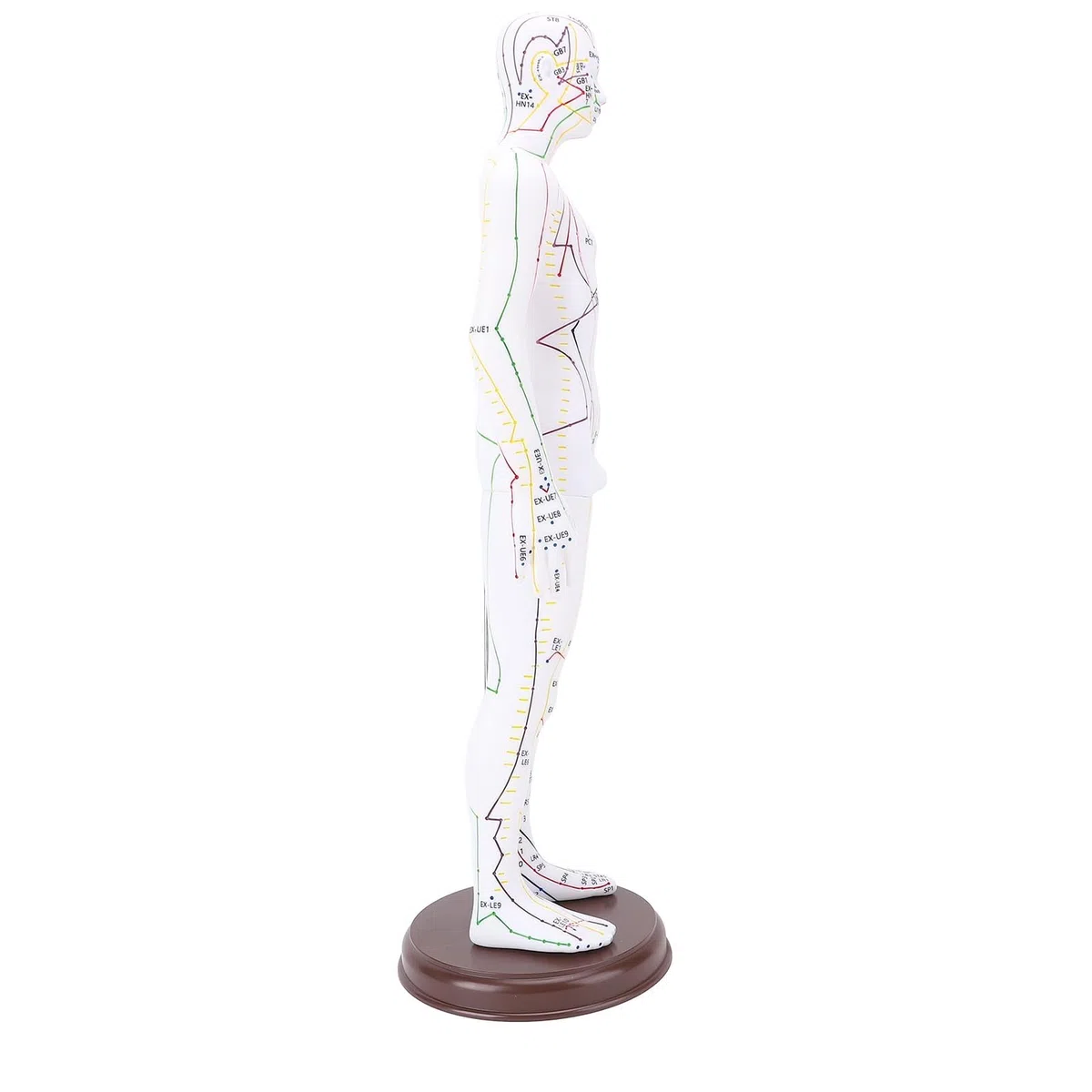 Acupuntura Doll, Modelo de Punto de Acupuntura Humana para Aprendizaje y Ejercicios, 52 Cm / 20.47in (Tipo de hombres)
