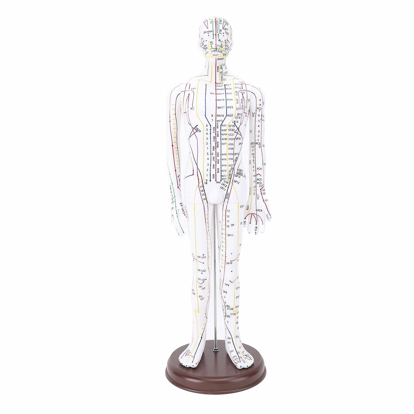 Acupuntura Doll, Modelo de Punto de Acupuntura Humana para Aprendizaje y Ejercicios, 52 Cm / 20.47in (Tipo de hombres)