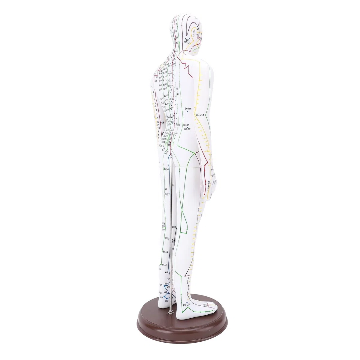 Acupuntura Doll, Modelo de Punto de Acupuntura Humana para Aprendizaje y Ejercicios, 52 Cm / 20.47in (Tipo de hombres)