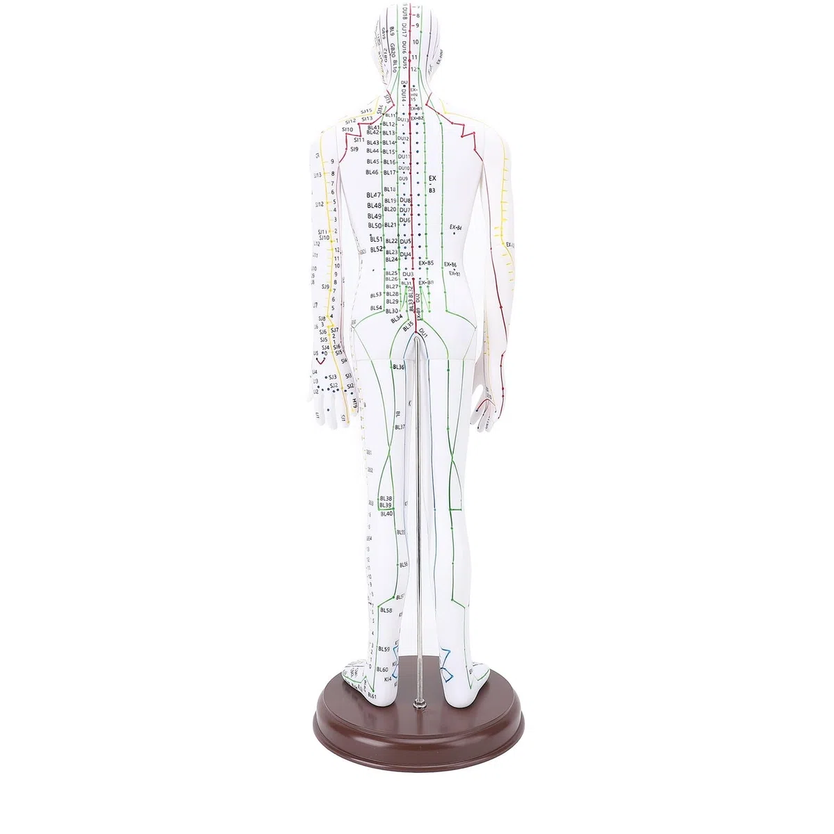 Acupuntura Doll, Modelo de Punto de Acupuntura Humana para Aprendizaje y Ejercicios, 52 Cm / 20.47in (Tipo de hombres)